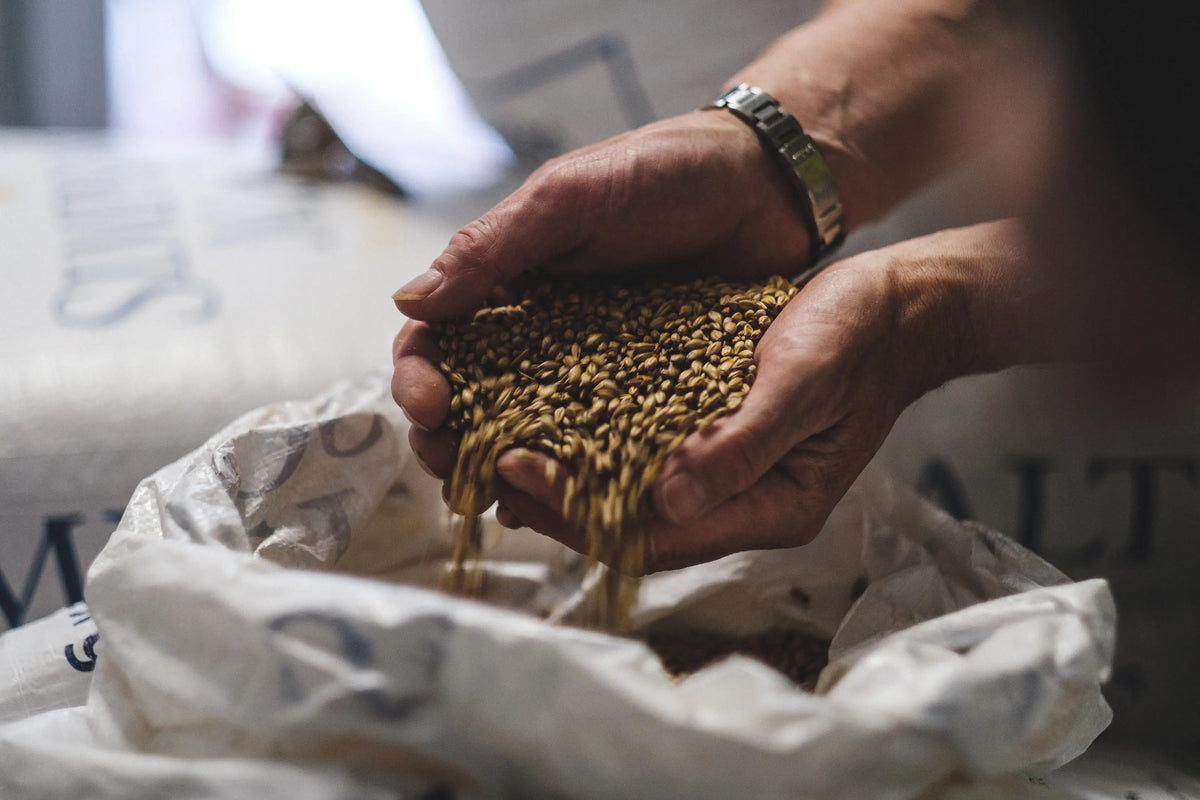 Two hands holding malted barley grains over an open sack