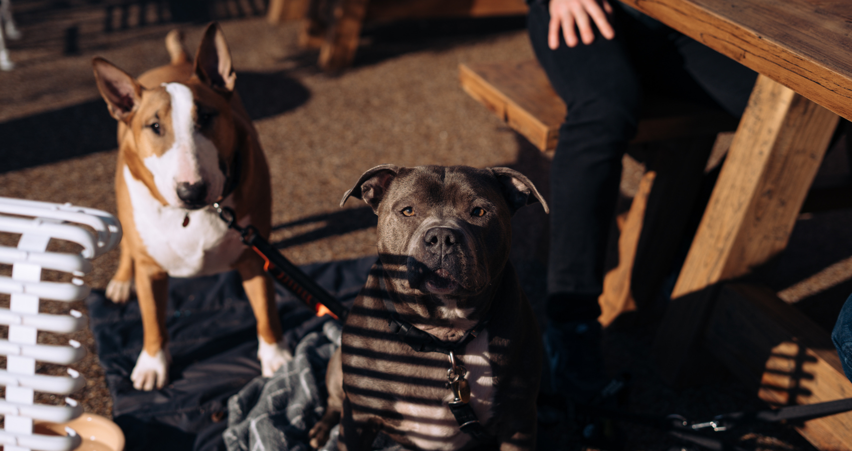 People with dogs at a table outside a Hall and Woodhouse dog friendly pub